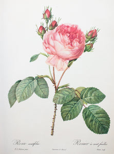 Botanical Print 'Rosa centifolia' Pierre_Joseph Redoute