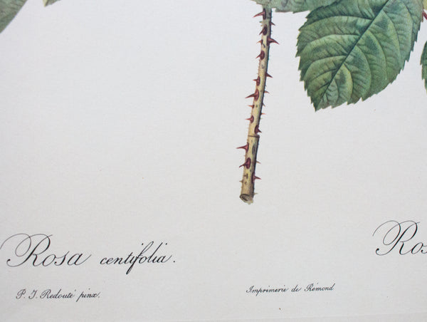 Botanical Print 'Rosa centifolia' Pierre_Joseph Redoute