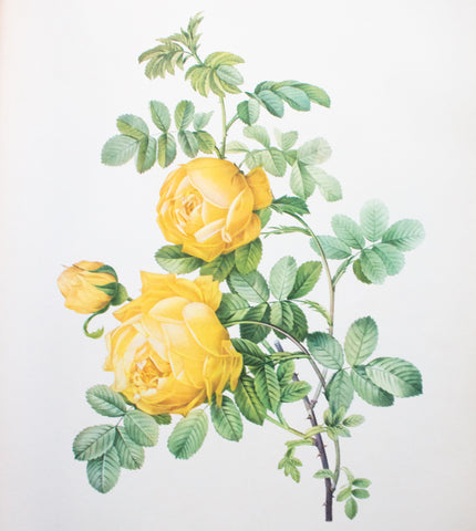 Botanical Print 'Rosa sulfurea' Pierre_Joseph Redoute