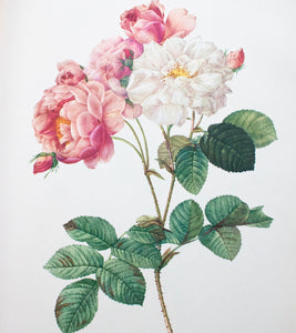 Botanical Print 'Rosa Damascena Celsiana' Pierre_Joseph Redoute