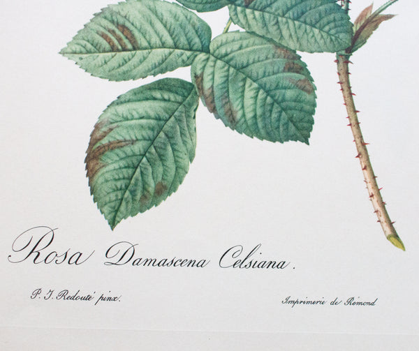 Botanical Print 'Rosa Damascena Celsiana' Pierre_Joseph Redoute