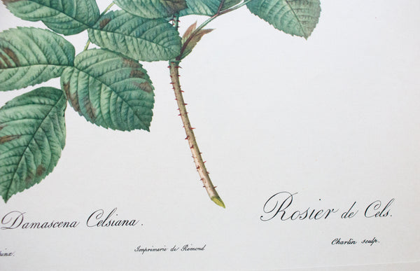 Botanical Print 'Rosa Damascena Celsiana' Pierre_Joseph Redoute