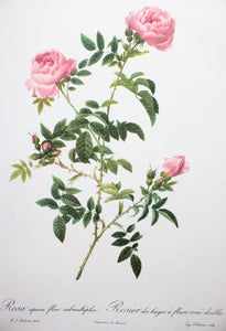 Botanical Print 'Rosa sepium flore submultiplici' Pierre_Joseph Redoute