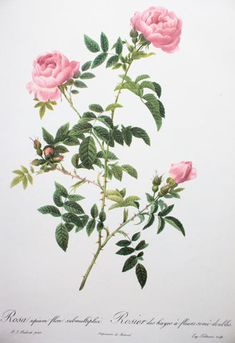 Botanical Print 'Rosa sepium flore submultiplici' Pierre_Joseph Redoute