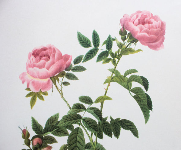 Botanical Print 'Rosa sepium flore submultiplici' Pierre_Joseph Redoute