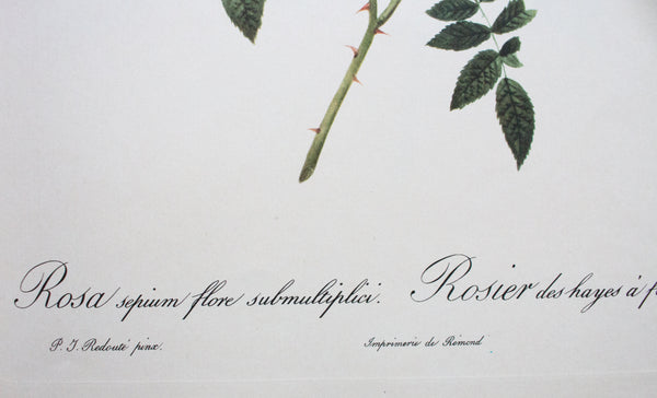 Botanical Print 'Rosa sepium flore submultiplici' Pierre_Joseph Redoute