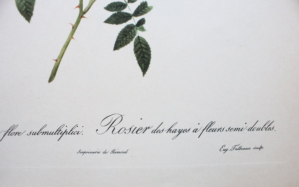 Botanical Print 'Rosa sepium flore submultiplici' Pierre_Joseph Redoute