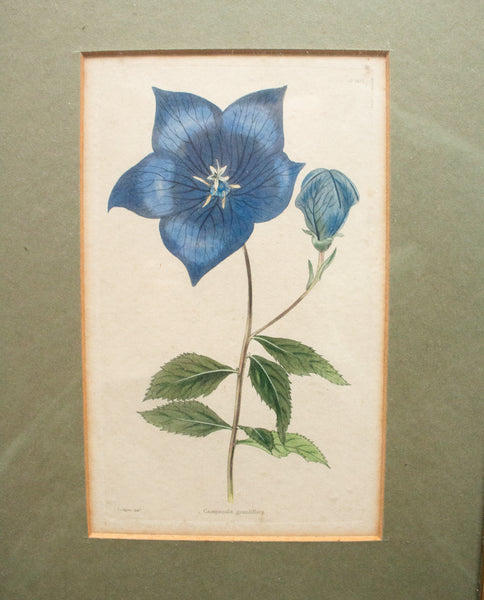 Antique Botanical Engraving 'Campanula grandiflora', C. L. Loddiges