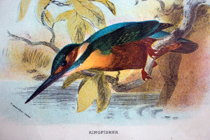 Kingfisher print