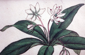 Botanical print