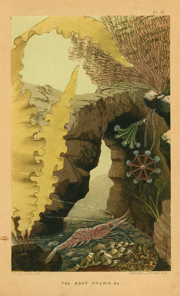 Antique Marine Life Print, Chromolithograph, 'The Aesop Prawn'