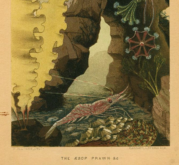 Antique Marine Life Print, Chromolithograph, 'The Aesop Prawn'