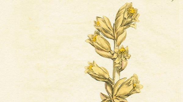 Antique Botanical Print 'Yellow Bird's-nest (Monotropia hypopithys)', James Sowerby 1791