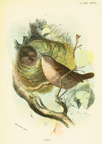 Natural History Print 'Wren' 1896