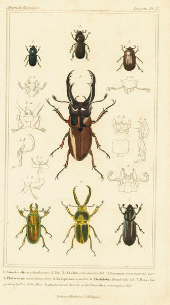 Antique Natural History Print 'Insecta' 1837