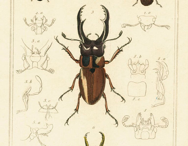 Antique Natural History Print 'Insecta' 1837