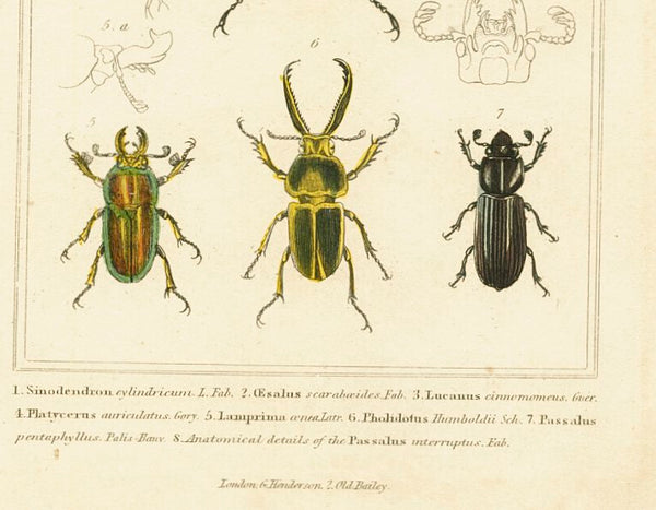 Antique Natural History Print 'Insecta' 1837