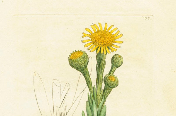 Antique Botanical Print 'Samphire-leaved Fleabane (Inula crithmoides)', James Sowerby 1791