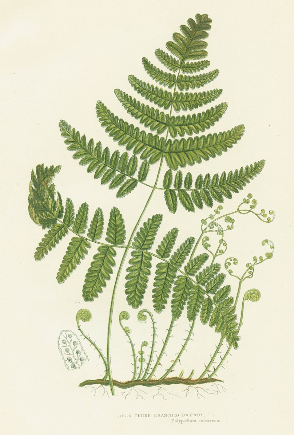 Antique Botanical Fern Print 'Rigid Three Branched Polypody', Botanical Art, Scientific Botanical Illustration