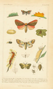 Antique Natural History Print 'Insecta' 1837