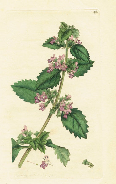 Antique Botanical Print Black Horehound (Ballota nigra), James Sowerby 1791