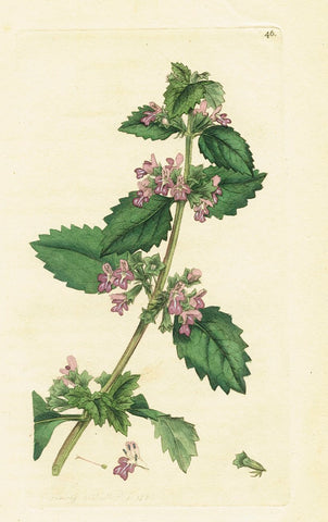 Antique Botanical Print Black Horehound (Ballota nigra), James Sowerby 1791