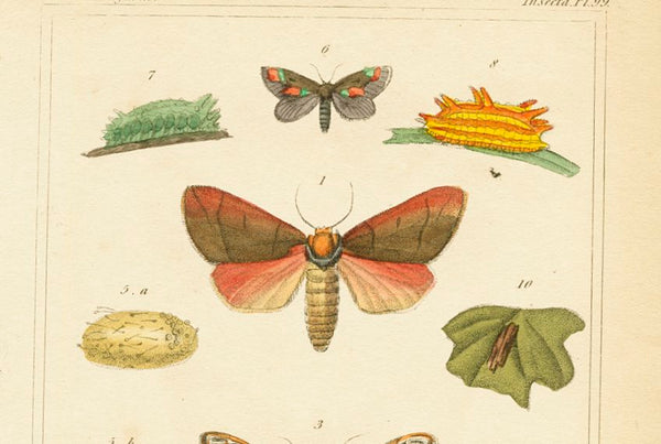 Antique Natural History Print 'Insecta' 1837