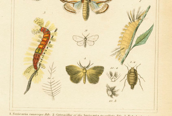 Antique Natural History Print 'Insecta' 1837