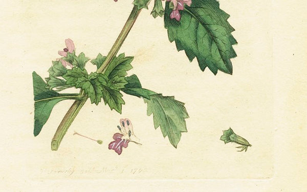 Antique Botanical Print Black Horehound (Ballota nigra), James Sowerby 1791