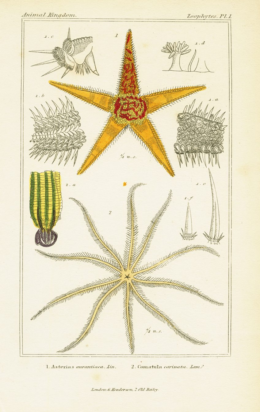 Antique Natural History Print 'Zoophytes' 1837