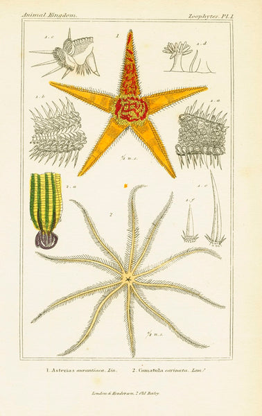 Antique Natural History Print 'Zoophytes' 1837