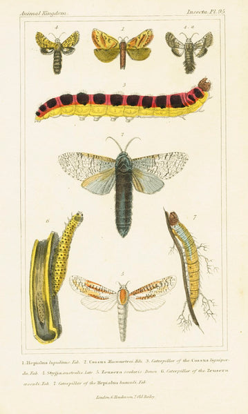 Antique Natural History Print 'Insecta' 1837