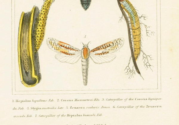 Antique Natural History Print 'Insecta' 1837