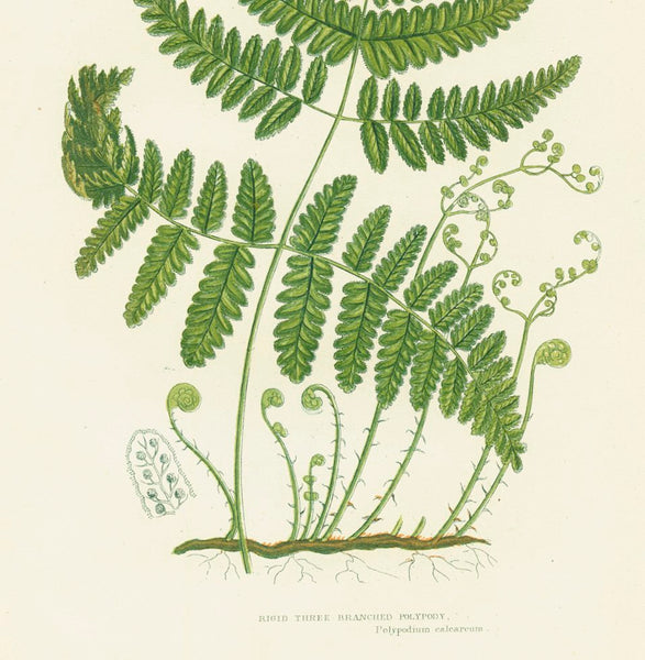 Antique Botanical Fern Print 'Rigid Three Branched Polypody', Botanical Art, Scientific Botanical Illustration