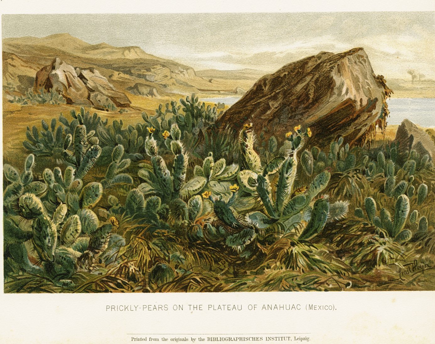 Antique Natural History Botanical Print 'Prickly-Pears on the Plateau of Anahuac (Mexico)'