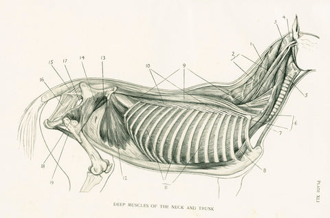 Antique Equestrian Illustration 'Deep Muscles of the Neck and Trunk' 1909