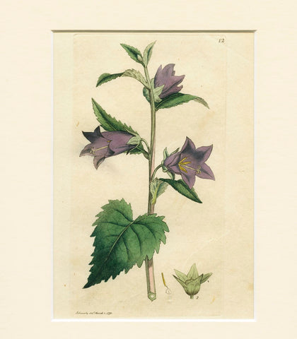 Nettle-leaved Bell-flower (Campanula trachelium)