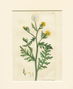 Stinking Groundsel (Senecio viscosus) 1791