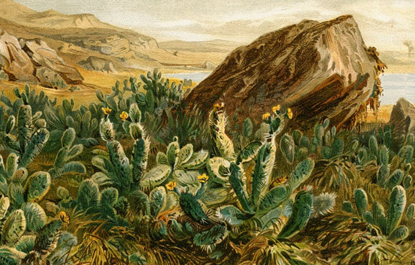 Antique Natural History Botanical Print 'Prickly-Pears on the Plateau of Anahuac (Mexico)'