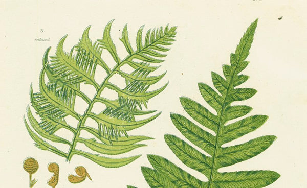 Antique Botanical Fern Print 'Common Polypody', Botanical Art, Scientific Botanical Illustration