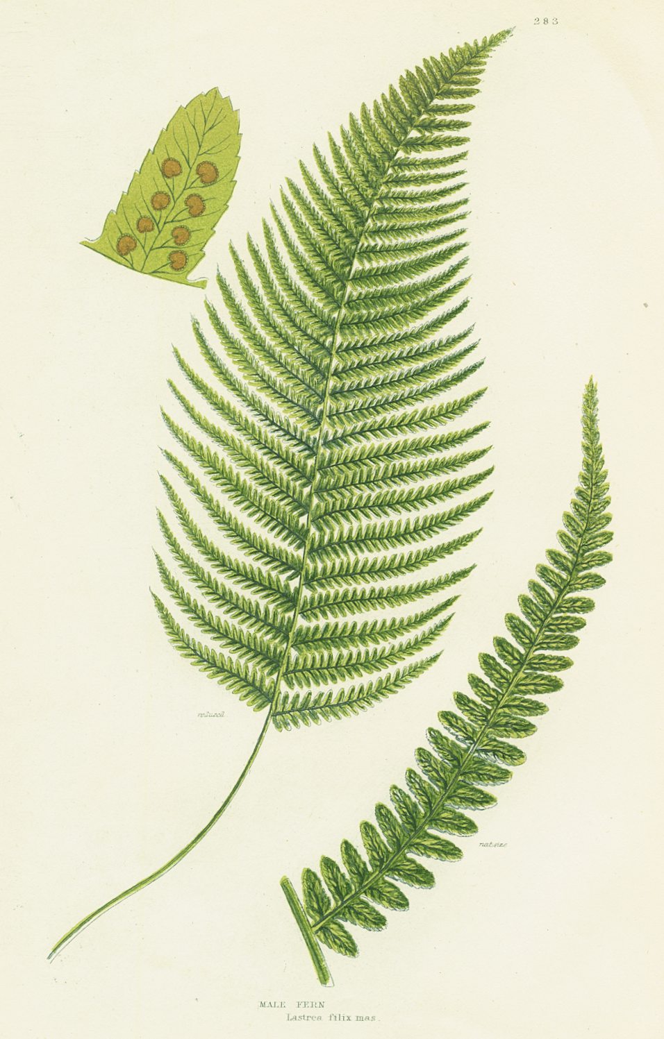 Antique Botanical Fern Print 'Male Fern', Botanical Art, Scientific Botanical Illustration