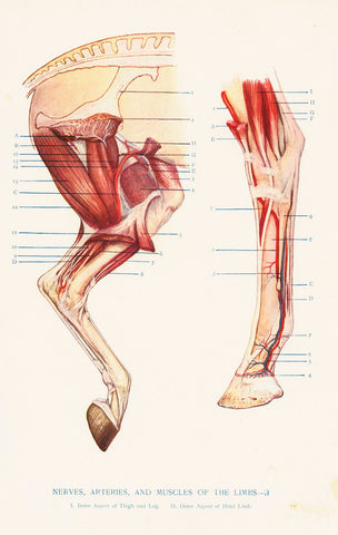 Antique Equestrian Illustration 'Nerves, Arteries and Muscles of the Limbs' 1909