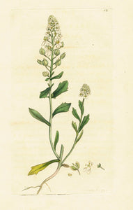 Antique Botanical Print 'Bitter Candytuft (Iberis amara)', James Sowerby 1791