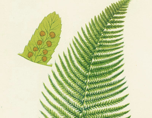 Antique Botanical Fern Print 'Male Fern', Botanical Art, Scientific Botanical Illustration