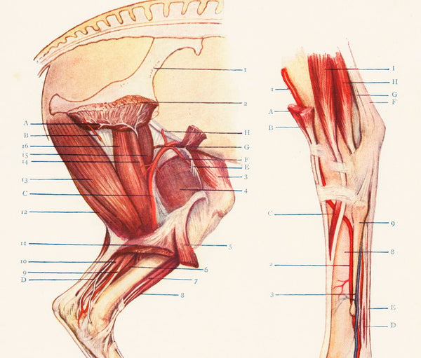 Antique Equestrian Illustration 'Nerves, Arteries and Muscles of the Limbs' 1909