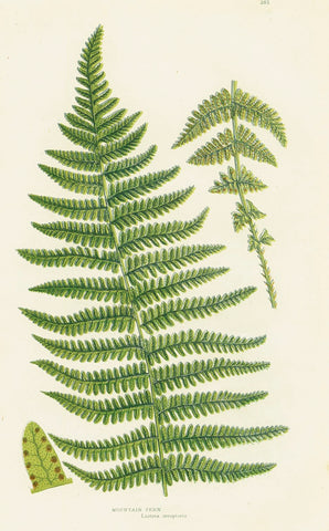 Antique Botanical Fern Print 'Mountain Fern', Botanical Art, Scientific Botanical Illustration