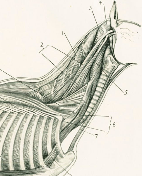 Antique Equestrian Illustration 'Deep Muscles of the Neck and Trunk' 1909