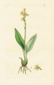 Antique Botanical Print 'Dwarf Ophrys (Ophrys Loesilii)', James Sowerby 1791