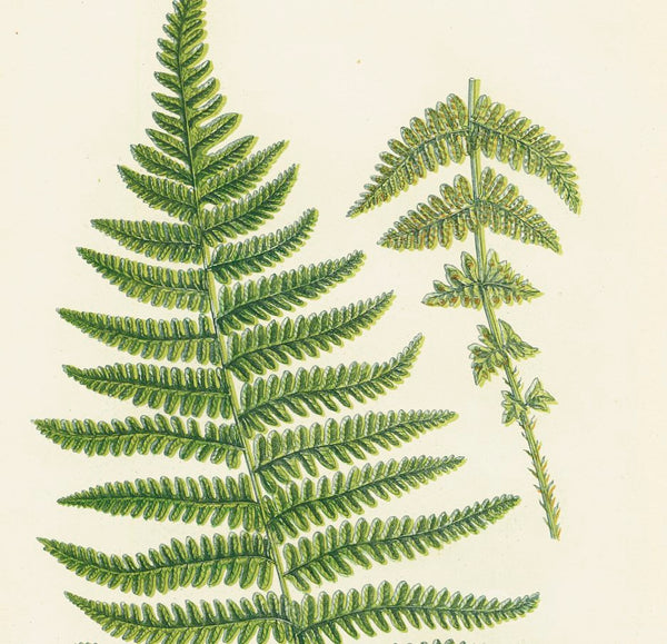 Antique Botanical Fern Print 'Mountain Fern', Botanical Art, Scientific Botanical Illustration