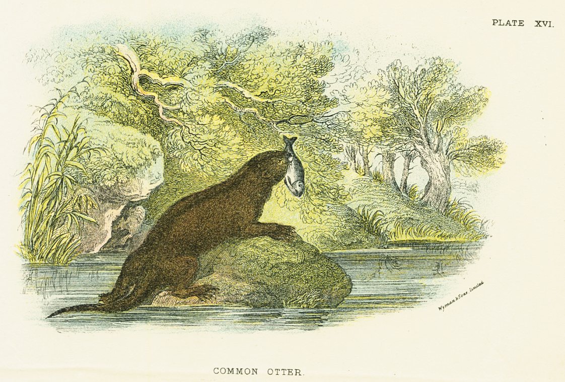 Natural History Print 'Common Otter' 1896